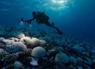 Nhiệt độ đại dương cao kỷ lục, giới khoa học ráo riết đi tìm câu trả lời