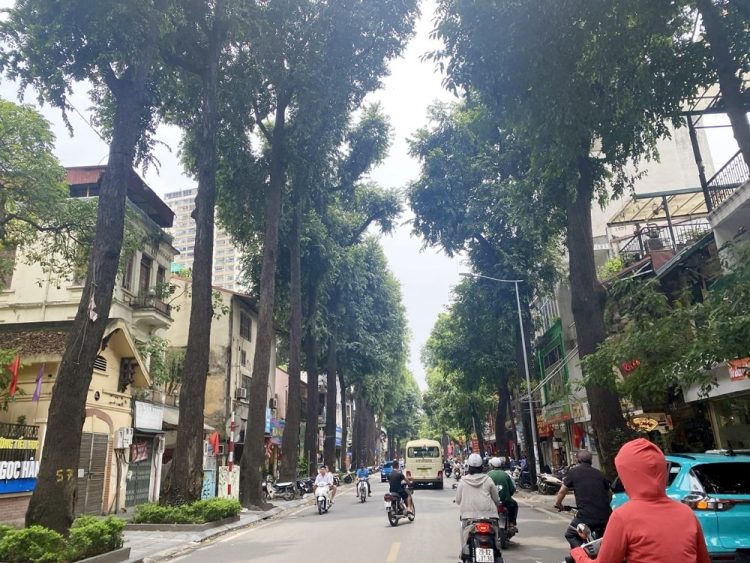 Hàng cây Sao đen là niềm tự hào của người dân phố Lò Đúc.