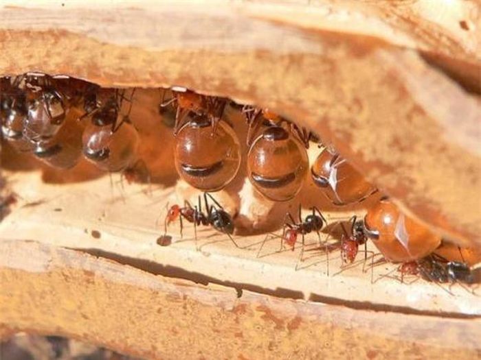 Kiến Honeypot