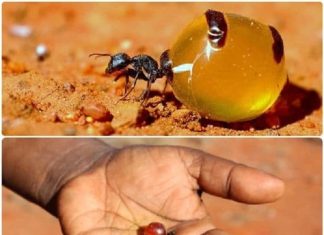 Honeypot – Loài kiến duy nhất tiết mật trên thế giới