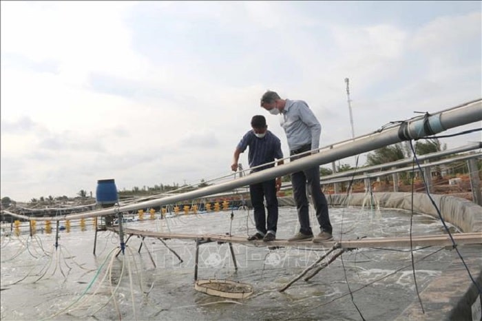 Mô hình nuôi tôm siêu thâm canh mật độ cao của người dân thị xã Duyên Hải (tỉnh Trà Vinh).