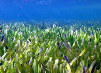 Chìa khóa cho khủng hoảng khí hậu nằm dưới đại dương