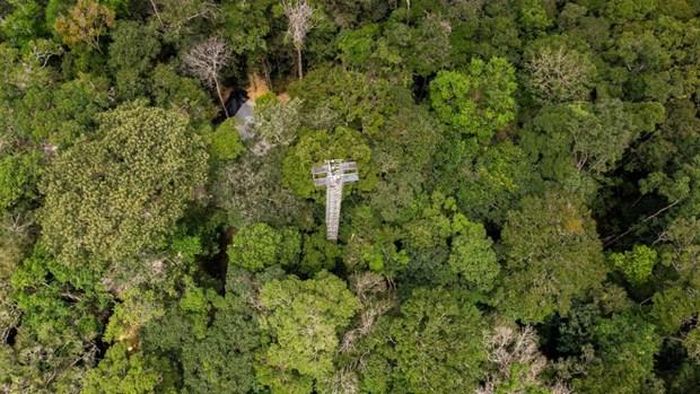 Brazil xây dựng dự án phun khí CO2 vào rừng nhiệt đới Amazon
