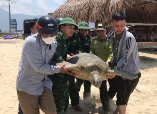 Rùa biển cực quý hiếm nặng 100kg bơi lạc vào khu vực đầm phá Thừa Thiên - Huế
