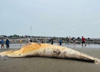 Xác cá voi dài hơn 10 m, nặng 5 tấn trôi dạt vào bờ biển