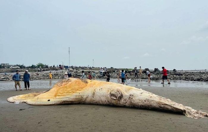 Xac ca voi troi vao bo bien Nam Dinh hom 30 4 - Xác cá voi dài hơn 10 m, nặng 5 tấn trôi dạt vào bờ biển