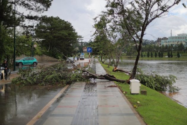 Mai anh đ&agrave;o bị gi&oacute; quật g&atilde;y. Trong v&agrave;i giờ tới, L&acirc;m Đồng vẫn c&ograve;n khả năng mưa vừa đến mưa to n&ecirc;n cảnh b&aacute;o nguy cơ cao xảy ra lũ, lũ qu&eacute;t, sạt lở đất, ngập cục bộ ở c&aacute;c v&ugrave;ng ven thượng nguồn s&ocirc;ng Cam Ly, suối M&ecirc; Linh, đ&egrave;o Prenn&hellip;