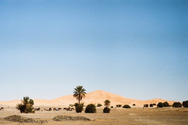 Thảm thực vật tại Sahara cũng rất đa dạng. Do nhiệt độ cao, ở đ&acirc;y c&oacute; khoảng 1.100 lo&agrave;i thực vật v&agrave; chủ yếu l&agrave; c&aacute;c lo&agrave;i c&acirc;y bụi.