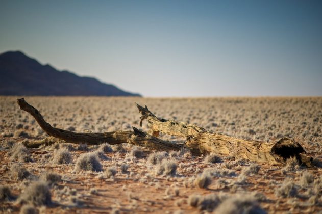 Nhiều nh&agrave; khoa học c&oacute; bằng chứng cho thấy sa mạc Sahara từng l&agrave; khu rừng nhiệt đới. Những th&acirc;n c&acirc;y h&oacute;a thạch được t&igrave;m thấy đ&atilde; chứng minh một khu rừng rậm rộng lớn c&oacute; thể đ&atilde; tồn tại ở đ&acirc;y. B&ecirc;n cạnh đ&oacute;, nhiều h&igrave;nh chạm khắc tr&ecirc;n đ&aacute; cho thấy Sahara từng l&agrave; nơi ở của c&aacute;c lo&agrave;i động vật như sư tử, c&aacute; sấu, h&agrave; m&atilde; v&agrave; voi.