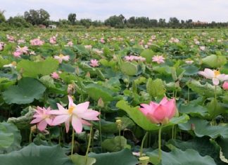 Về Đồng Tháp đắm chìm trong không gian bát ngát hương Sen Về Đồng Tháp đắm chìm trong không gian bát ngát hương Sen