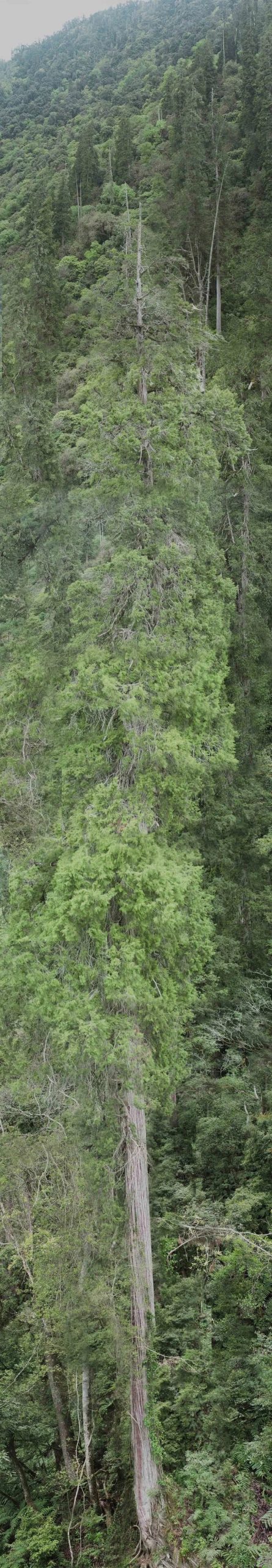 Cay bach min scaled - Phát hiện cây cao nhất châu Á tại hẻm núi sâu nhất hành tinh: Ai tìm ra? Ở đâu?