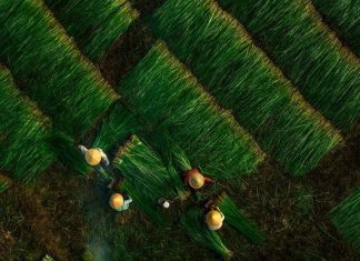 Đẹp nao lòng mùa thu hoạch cói ở Kim Sơn - Ninh Bình