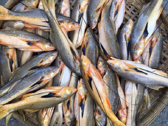 Đặc sản cá phèn.