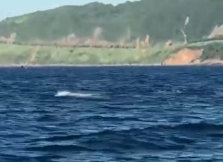 Video: Đàn cá heo lần đầu xuất hiện, bơi lội ở bán đảo Sơn Trà