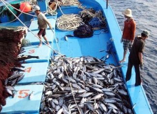 Phê duyệt dự án phát triển thủy sản bền vững trị giá 2.600 tỷ đồng Phê duyệt dự án phát triển thủy sản bền vững trị giá 2.600 tỷ đồng