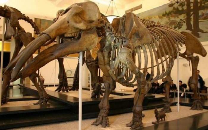 Hài cốt một con gomphothere được phục dựng tại bảo tàng với khuôn mặt đáng sợ