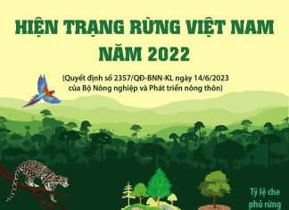 Hiện trạng rừng Việt Nam năm 2022