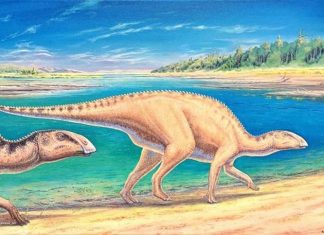 Chile: Phát hiện hóa thạch 72 triệu năm của khủng long mỏ vịt