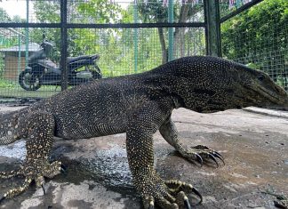 Kỳ đà vân quý hiếm dài hơn 1,2m lạc vào khu du lịch ở Khánh Hòa