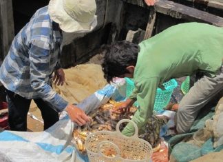 Mùa cá phèn vùng nước lợ - VSD Văn Hóa - Đời Sống - vansudia.net