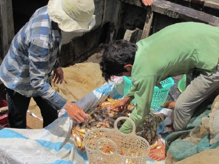 Mùa cá phèn vùng nước lợ - VSD Văn Hóa - Đời Sống - vansudia.net Mùa cá phèn vùng nước lợ - VSD Văn Hóa - Đời Sống - vansudia.net