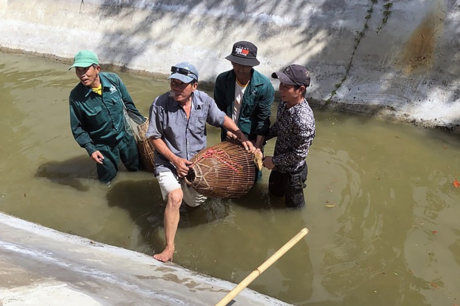 Nhân viên khu du lịch cứu hộ kỳ đà.
