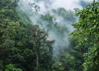 'Rừng mây' Monteverde ở Costa Rica lâm nguy