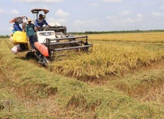 Đồng Tháp: Vụ lúa Đông Xuân thu hoạch hơn 1,39 triệu tấn Đồng Tháp: Vụ lúa Đông Xuân thu hoạch hơn 1,39 triệu tấn