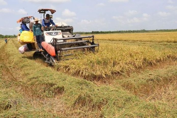 Đồng Tháp: Vụ lúa Đông Xuân thu hoạch hơn 1,39 triệu tấn Đồng Tháp: Vụ lúa Đông Xuân thu hoạch hơn 1,39 triệu tấn