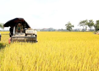 Hướng đến vụ mùa bội thu Hướng đến vụ mùa bội thu