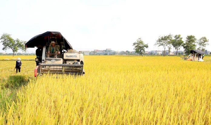Hướng đến vụ mùa bội thu - VSD Văn Hóa - Đời Sống - vansudia.net Hướng đến vụ mùa bội thu