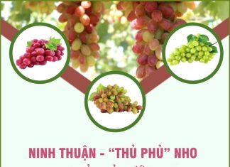 Tỉnh Ninh Thuận - 'thủ phủ' nho của cả nước