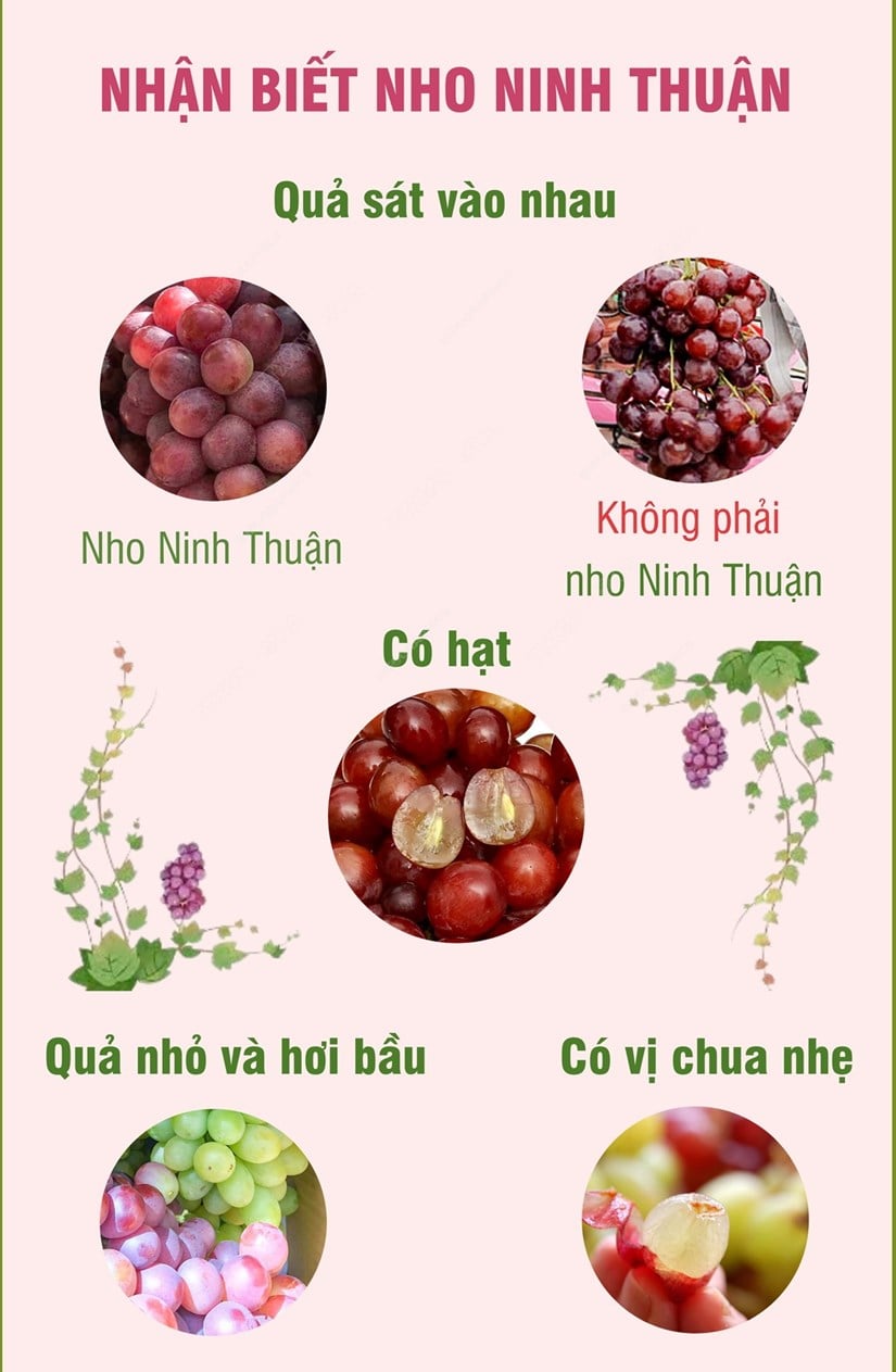 nho2 min - Tỉnh Ninh Thuận - 'thủ phủ' nho của cả nước