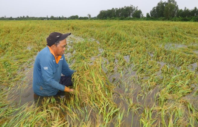 Hơn 1ha l&uacute;a h&egrave; thu của &ocirc;ng Hứa Văn Nh&aacute;nh (ấp 5, x&atilde; Vị Thanh, huyện Vị Thủy, tỉnh Hậu Giang) bị ngập trong nước nhiều ng&agrave;y qua.