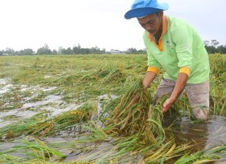 Xót xa cánh đồng lúa chín ở Hậu Giang ngập trong nước
