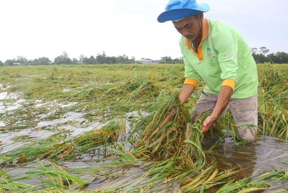 Xót xa cánh đồng lúa chín ở Hậu Giang ngập trong nước Xót xa cánh đồng lúa chín ở Hậu Giang ngập trong nước