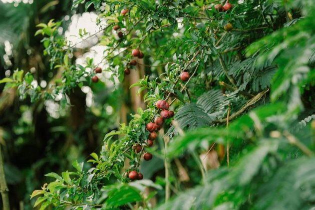 Theo ch&agrave;ng trai 9X, Y T&yacute; l&agrave; v&ugrave;ng đất c&oacute; khung cảnh thi&ecirc;n nhi&ecirc;n y&ecirc;n b&igrave;nh. Nơi n&agrave;y l&agrave; điểm săn m&acirc;y, ngắm l&uacute;a, ngắm ho&agrave;ng h&ocirc;n rất đẹp, m&ugrave;a n&agrave;y cũng l&agrave; l&uacute;c đ&agrave;o, l&ecirc; ch&iacute;n rộ