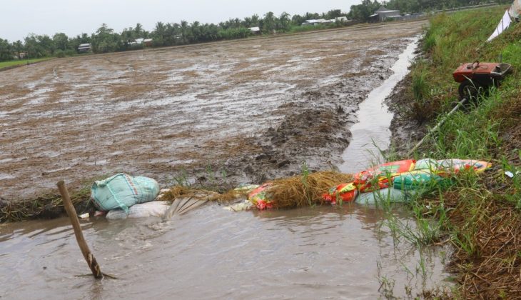 B&ecirc;n cạnh l&uacute;a h&egrave; thu, nhiều n&ocirc;ng d&acirc;n mới xuống giống l&uacute;a thu đ&ocirc;ng cũng đứng ngồi kh&ocirc;ng y&ecirc;n v&igrave; mưa dầm.