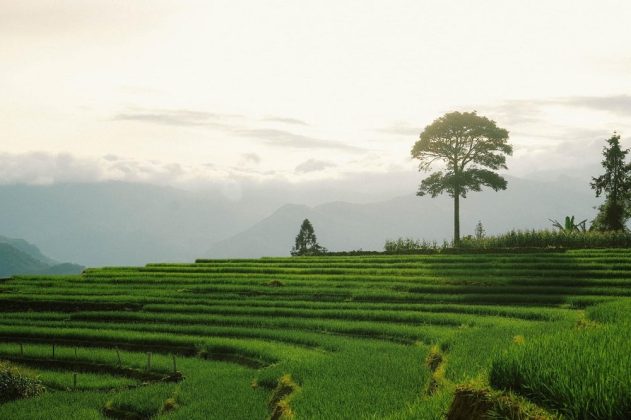 Trong những ng&agrave;y h&egrave;, Y T&yacute; mang m&agrave;u xanh h&uacute;t mắt của l&uacute;a, c&acirc;y cỏ v&agrave; n&uacute;i rừng