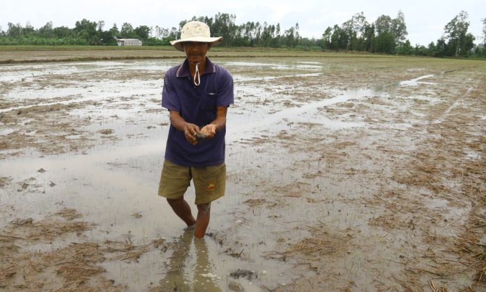 Đ&atilde; c&oacute; hơn 1.100ha l&uacute;a thu đ&ocirc;ng mới xuống giống bị ngập &uacute;ng, thiệt hại. Ngo&agrave;i ra, n&ocirc;ng d&acirc;n đang chủ động bơm nước tho&aacute;t &uacute;ng cho l&uacute;a giai đoạn mạ.