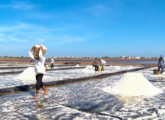 Lấp lánh di sản muối Bạc Liêu