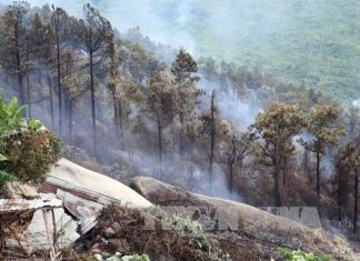 Đà Nẵng: Kịp thời khống chế đám cháy trên đèo Hải Vân