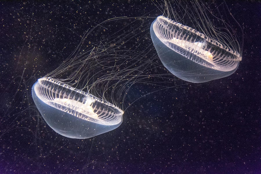 Sau khi tro ve Trai dat nhung con sua khong gian khong the di chuyen binh thuon min - NASA đưa 2.487 con sứa vào không gian: Tốc độ sinh sản tăng gần gấp đôi nhưng xuất hiện điều bất thường này