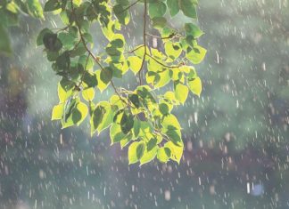 Các tỉnh khu vực Tây Nguyên và Nam Bộ có mưa vừa đến mưa to