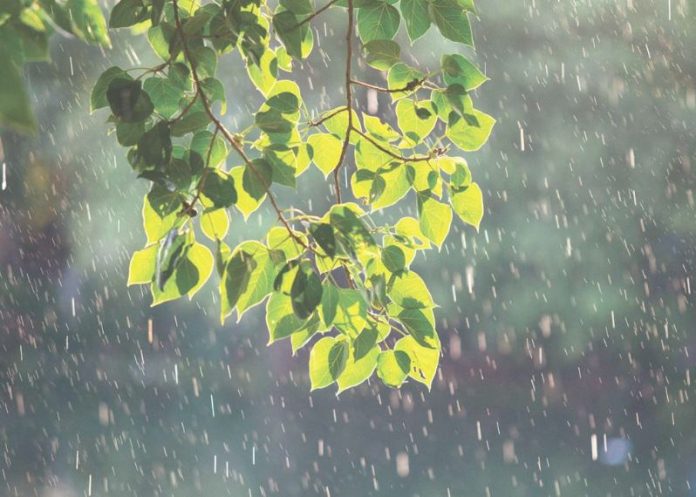 Các tỉnh khu vực Tây Nguyên và Nam Bộ có mưa vừa đến mưa to Các tỉnh khu vực Tây Nguyên và Nam Bộ có mưa vừa đến mưa to