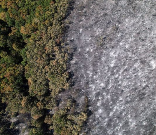 Video: Cháy rừng ở Hy Lạp thiêu rụi diện tích lớn hơn cả thành phố New York