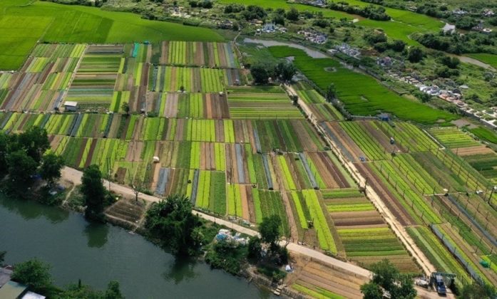 Năm 2022, lần đầu ti&ecirc;n Bộ Ch&iacute;nh trị đ&atilde; ban h&agrave;nh 6 Nghị quyết về ph&aacute;t triển kinh tế-x&atilde; hội, bảo đảm quốc ph&ograve;ng, an ninh 6 V&ugrave;ng đến năm 2030, tầm nh&igrave;n đến năm 2045. V&ugrave;ng rau chuy&ecirc;n canh lớn nhất của huyện Quảng Điền, tỉnh Thừa Thi&ecirc;n-Huế sản xuất theo ti&ecirc;u chuẩn VietGAP, g&oacute;p phần n&acirc;ng cao chất lượng sản phẩm h&agrave;ng h&oacute;a, n&acirc;ng cao thu nhập. (Ảnh: Hồ Cầu/TTXVN)