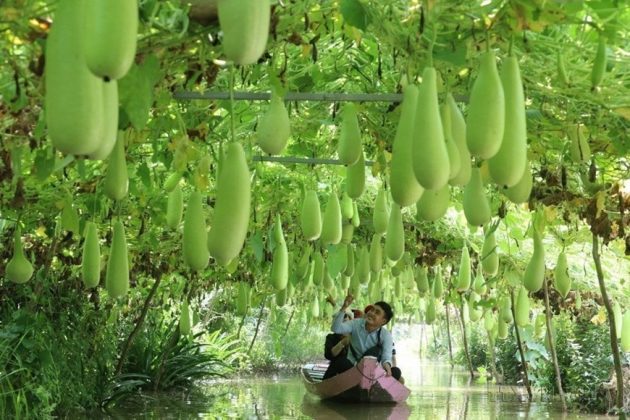 M&ocirc; h&igrave;nh l&agrave;m du lịch n&ocirc;ng nghiệp vừa gi&uacute;p n&ocirc;ng d&acirc;n Đồng Th&aacute;p cải thiện thu nhập, vừa ph&aacute;t triển kinh tế n&ocirc;ng nghiệp. (Ảnh: Nguyễn Văn Tr&iacute;/TTXVN)