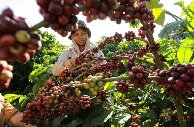 Kinh tế-x&atilde; hội l&agrave; một trong những điểm nhấn quan trọng nửa đầu nhiệm kỳ Đại hội XIII của Đảng. Mặc d&ugrave; gặp nhiều kh&oacute; khăn, Việt Nam l&agrave; một điểm s&aacute;ng "trong bức tranh x&aacute;m m&agrave;u" của kinh tế to&agrave;n cầu. Thu hoạch c&agrave;ph&ecirc; ở v&ugrave;ng trồng của C&ocirc;ng ty Simexco Daklak, th&agrave;nh phố Bu&ocirc;n Ma Thuột, tỉnh Đắk Lắk. (Ảnh: Vũ Sinh/TTXVN)