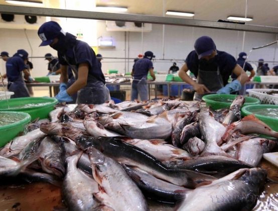 D&acirc;y chuyền chế biến c&aacute; tra xuất khẩu sang c&aacute;c thị trường Trung Đ&ocirc;ng, Nam Mỹ, Trung Quốc&hellip;của C&ocirc;ng ty Cổ phần Xuất nhập khẩu Thủy sản Cửu Long An Giang, tỉnh An Giang. (Ảnh: Vũ Sinh/TTXVN)